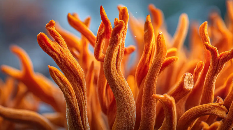 Cordyceps sinensis