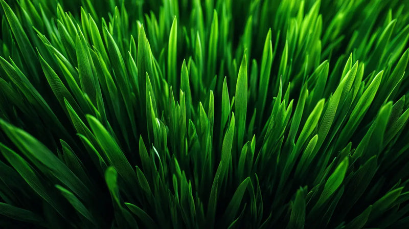 Wheat Grass