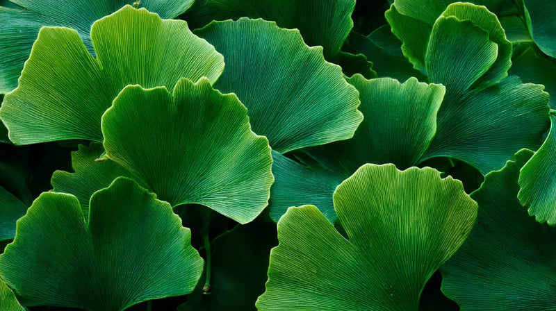 Ginkgo Biloba Leaf Extract