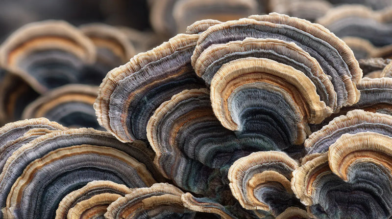 Turkey Tail